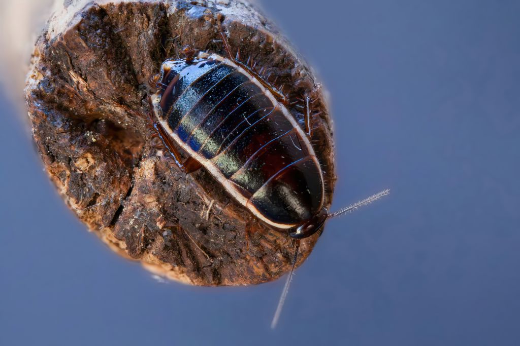 Blattellidae - Loboptera decipiens ?